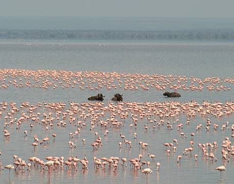 Lake Manyara Tanzania africa tours