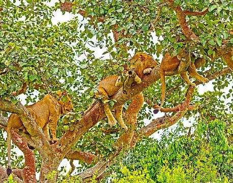Lake Manyara Tanzania africa tours