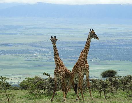 girafsafari tanzania africa tours