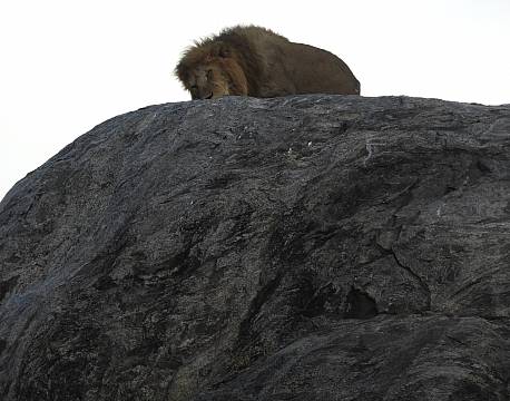 hanløve safari i tanzania africa tours