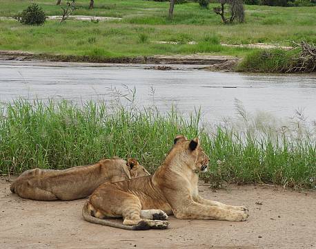 løvesafari tanzania 