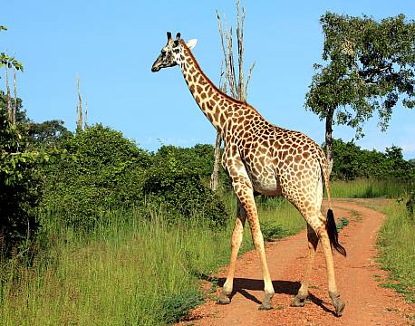 Zambia South Luangwa N.P zambia africa tours