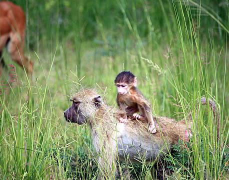 Zambia South Luangwa N.P zambia africa tours