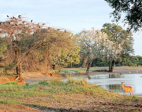 Zambia South Luangwa N.P zambia africa tours