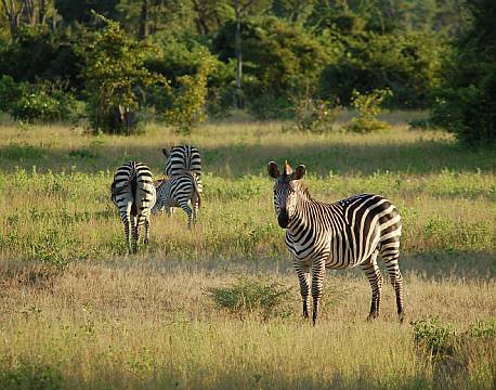 Zambia South Luangwa N.P zambia africa tours