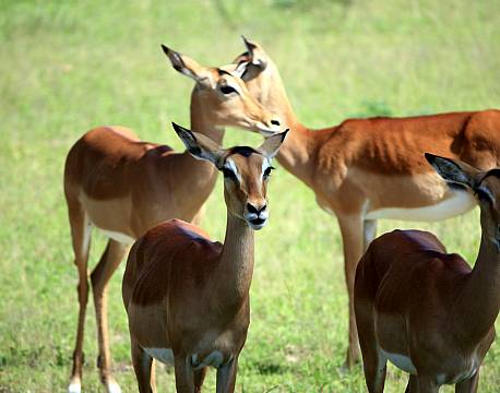 Zambia South Luangwa N.P zambia africa tours