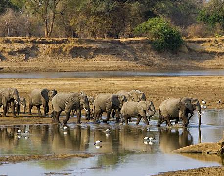 Zambia South Luangwa N.P zambia africa tours