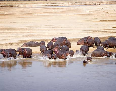 Zambia South Luangwa N.P zambia africa tours
