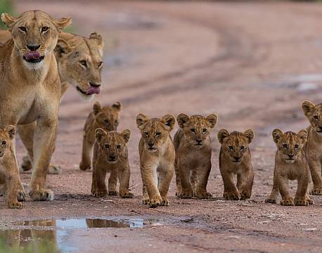 Zambia South Luangwa N.P zambia africa tours