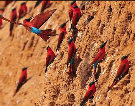 Zambia South Luangwa N.P zambia africa tours