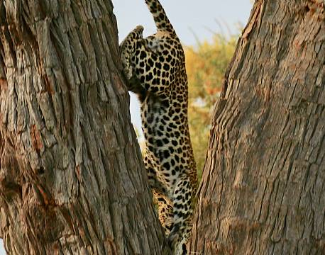 Zambia South Luangwa N.P zambia africa tours