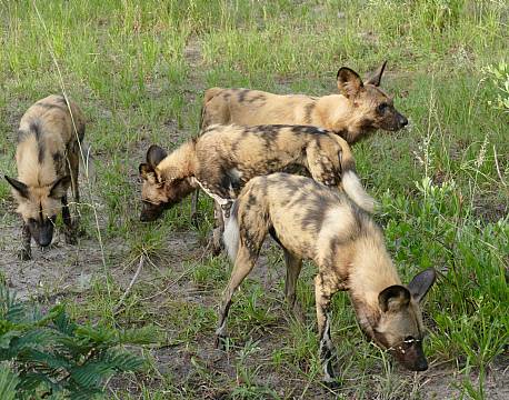 Zambia South Luangwa N.P zambia africa tours