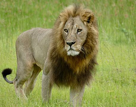 Zambia South Luangwa N.P zambia africa tours