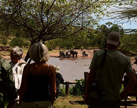 tæt på elefanter africa tours