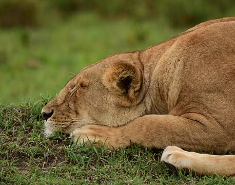 sovende løve på savannen africa tours