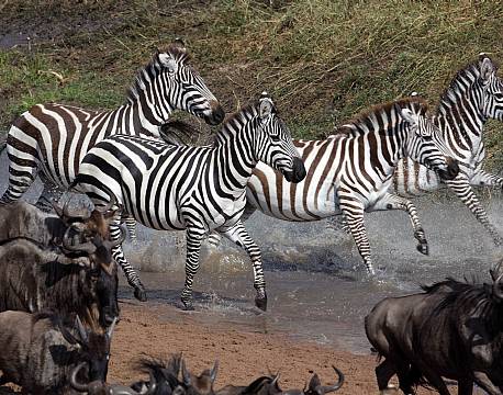 Serengeti Tanzania africa tours
