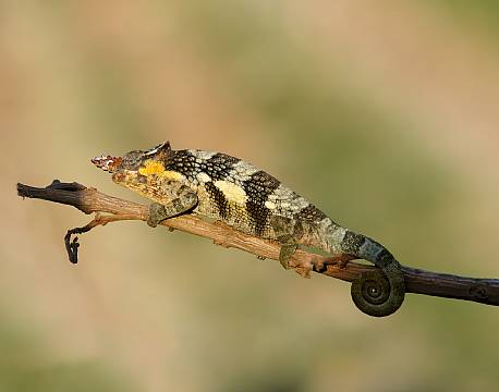 Serengeti Tanzania africa tours