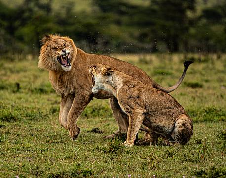 løver skændtes i kenya africa tours