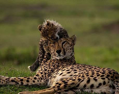 gepardunge leger africa tours