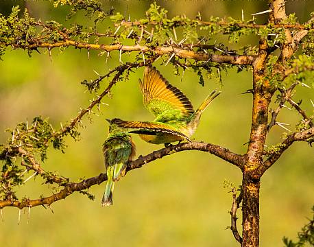 fugleliv afrika africa tours