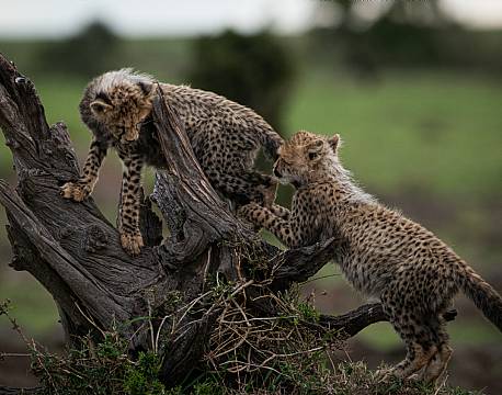 gepardunger klatrer africa tours