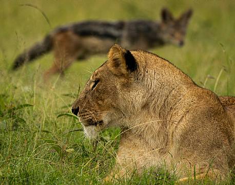 løvesafari i kenya africa tours