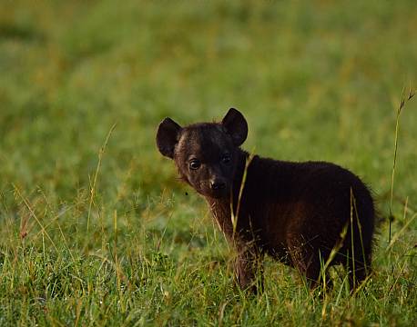 hyæneunge savanne africa tours
