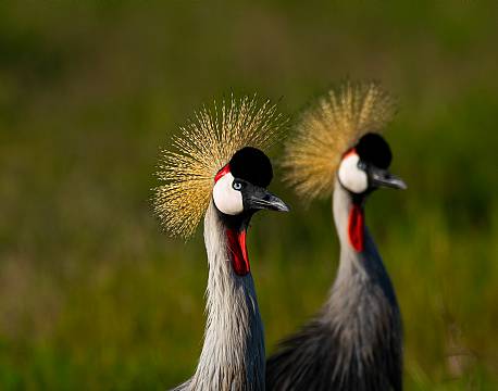 ugandas nationalfugl africa tours