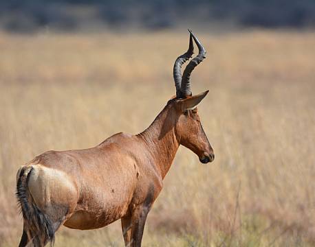 dyreliv safari africa tours