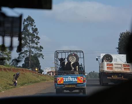 køer i bil africa tours