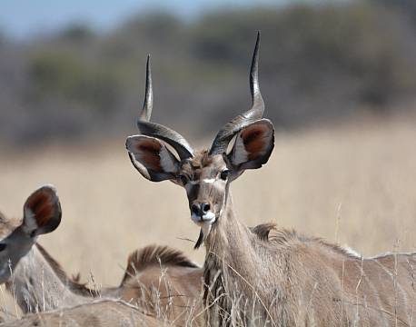 koudousafari africa tours