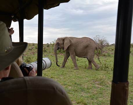 billedsafari elefanter tæt på africa tours