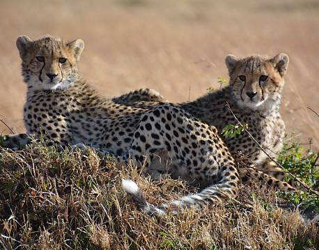 gepardunger safari africa tours