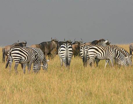 savannezebraer afrika africa tours