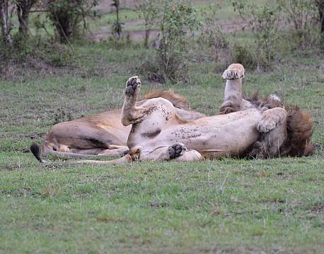 løve sover på ryggen africa tours