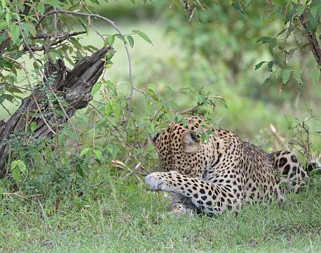 leopard soignerer sig africa tours