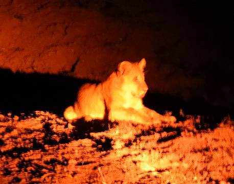 løveunge om natten safari africa tours