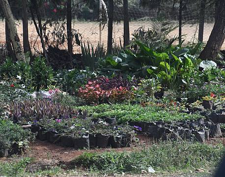 salg af planter africa tours