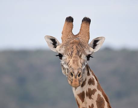 karen blixen camp safari africa tours