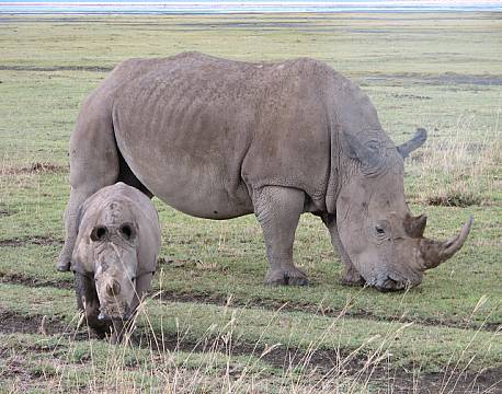 næsehorns mor og unge africa tours