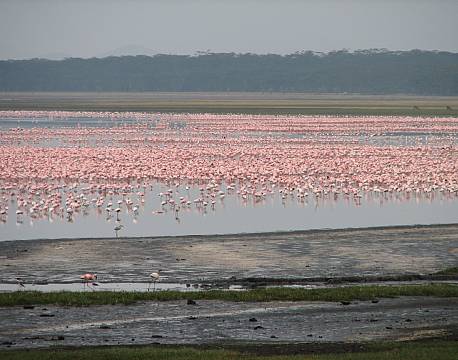 stor flamingoflok africa tours