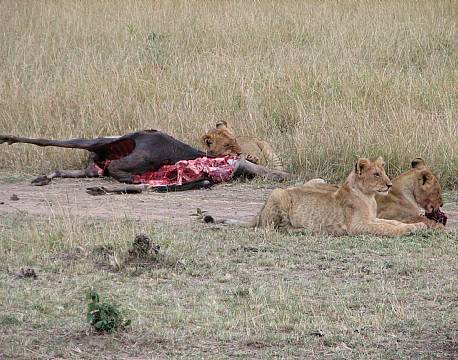 løver spiser på savannen africa tours