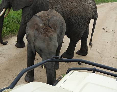 babyelefant safari africa tours