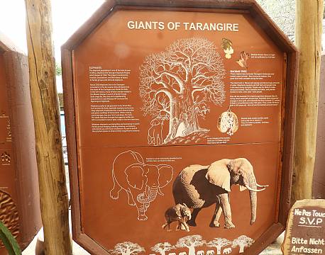 giants of tarangire africa tours