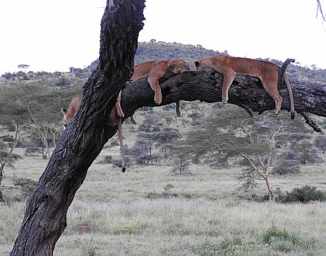 sovende løver i træ africa tours