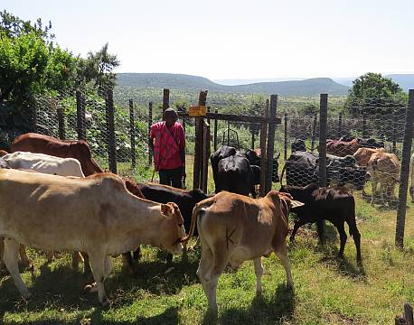 besøg masaier africa tours