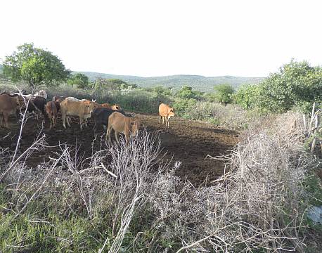 masaier køer africa tours