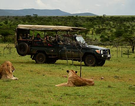 åbensafari løver tæt på africa tours