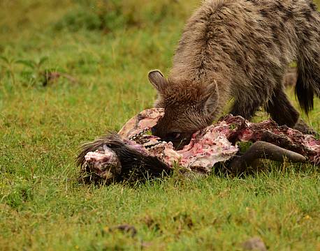 hyæne med bytte på savannen africa tours