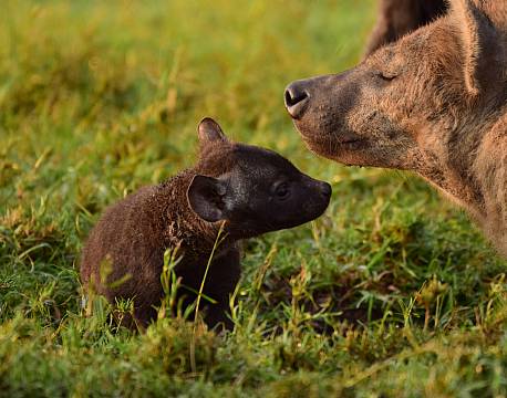 hyænemor og unge africa tours